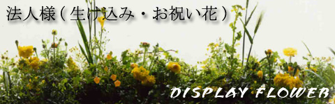Ź�ޤ�����������